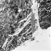 Winterwald beim Aufstieg zur Bodenschneid (Mangfallgebirge) - 05.11.2021