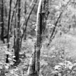 Im Forstenrieder Park (München) - 26.08.2023