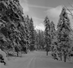 Weg in den Rontalboden (Hinterriß) - 22.01.2023