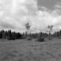 Am Kirchsee (Bayerisches Oberlandl) - 04.07.2023