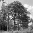 Im Forstenrieder Park (München) - 09.06.2023