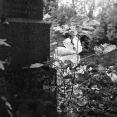 Alter Südfriedhof (München)  - 23.11.2023