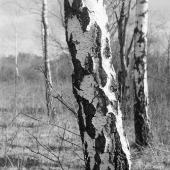 Fröttmaninger Heide (München) - 18.02.2024