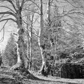 Buchenhain am Kranzberg (Mittenwald) - 22.03.2024