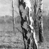 Fröttmaninger Heide (München) - 18.02.2024
